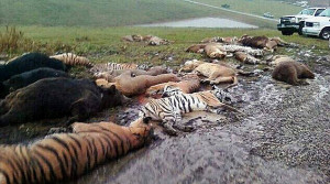 Bizarre big game hunt ends in blood bath: Nearly FIFTY exotic animals ...
