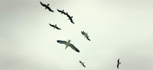 birds-flying-leadership-1940x900_34932.jpg