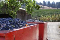 Amador County Wine Country is On Fire! Check out these some must taste ...