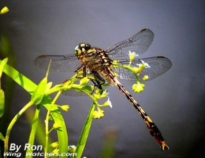Like other kinds of dragonflies, Clubtails are beneficial bugs because ...