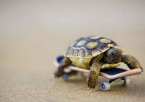 Baby turtle. Baby skateboard. things-that-make-me-say-aww