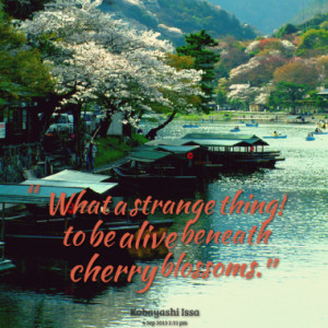 what a strange thing to be alive beneath cherry blossoms quotes from ...