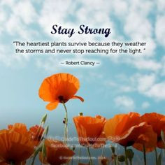 Stay Strong! #healing #strength #stronghearts #happiness #overcoming ...