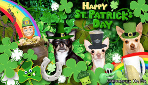 ... st. patrick’s day to all the fun and fabulous chihuahuas out there