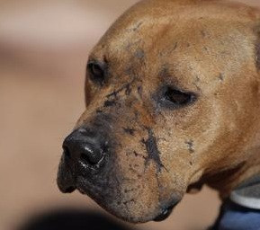 The scarred face of Lucas, a pit bull involved in Michael Vick 's