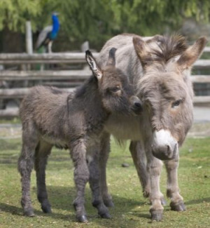 Donkeys Mule, Wee Donkeys, Adorable Donkeys, Beauty Animal, Miniatures ...