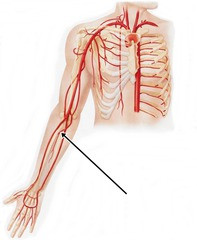 Common Interosseous Artery