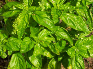 Sweet Basil, Cool Afternoon