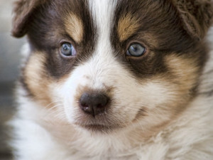 12 Dog Quotes For National Dog Day That Prove Dogs Are The Greatest ...