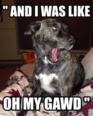 Funny Dog Face Meme Pictures Quotes Videos