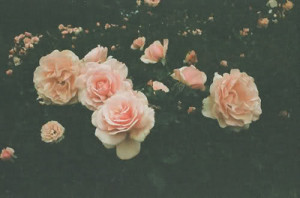 flowers, pink, roses