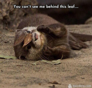 Cute Otter is playing hide and seek