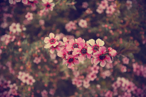 Tumblr Flowers Vintage Flower bed by andrewpoison