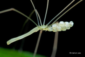 Mommy long legs (Pholcidae) by melvynyeo