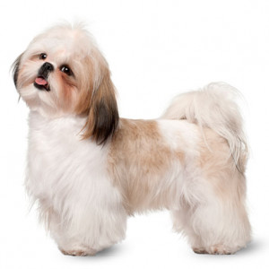 Shih-Tzu - breed information and advice