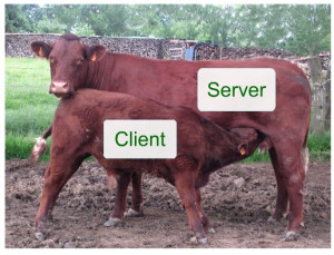 As calves, we get the milk made from html, javascript, XML and other ...