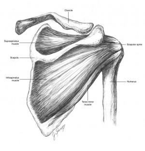 Anatomy of posterior shoulder bones and muscles