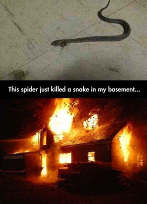 spider-snake-basement-kill
