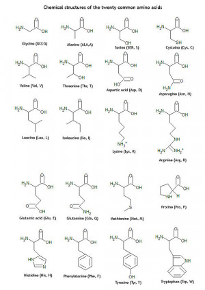 Amino Acid Structure