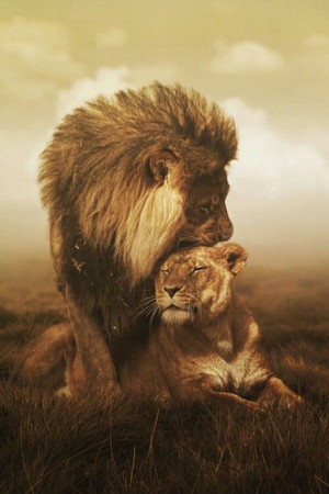 TOP 10 Emotional photos of animals. Jesus as a loving king . The Loin ...