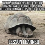 funny-picture-lesson-learned-turtles-150x150.jpg