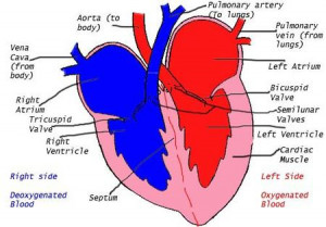Circulatory System Heart