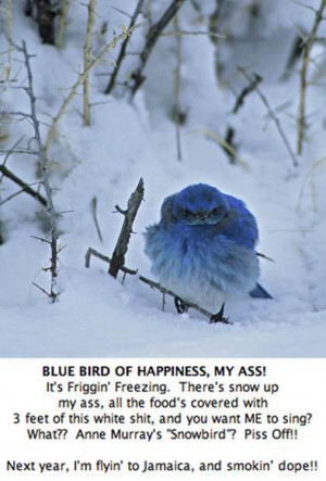 Blue Bird Winter