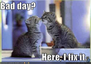 and kitten are embraced pic cat attacking puppy funny pictures kittens ...