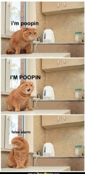 pooping cat photo funny_poop_cat.jpg