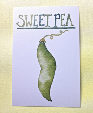 Three Sweet Pea Postcards, gardening quote on back, 4 in x 6 in, silky ...