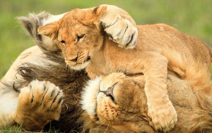 Get your paw out of my eye! One of the cubs clambers over his tolerant ...
