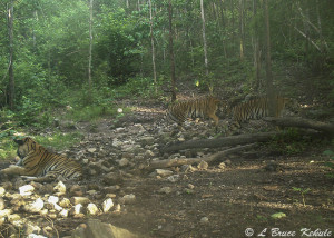 three-tigers-in-one-frame.jpg