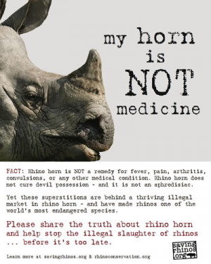 The Western Black Rhino as officially become extinct due to poaching ...