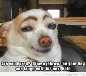 funny-eyebrows-dogs-pictures