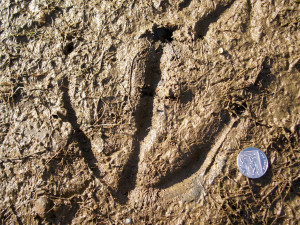 Muddy Footprints Picture