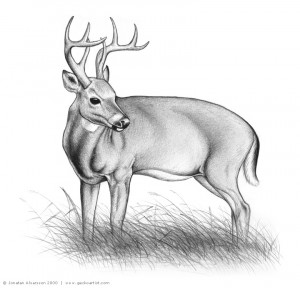 Free Download Deer Hunting Clipart HD Wallpaper