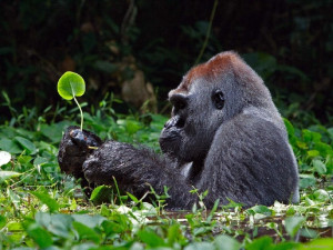 Wild Animals Gorilla