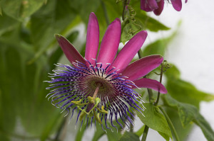 Passion flower for the Greenhouse