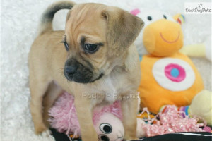 Russ Cute Puggle Puppy For