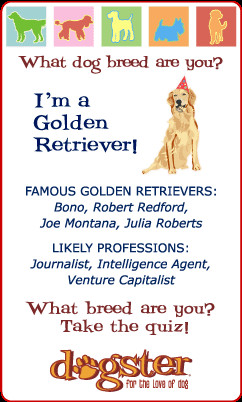 ... dog breed are you? I'm a Golden Retriever! Find out at Dogster.com