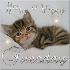 Have a happy Tuesday quotes cute quote cat pets kitten days of the ...