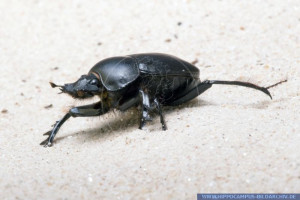Egyptian Dung Beetle