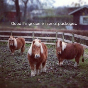 Good things come in small packages! #Horses
