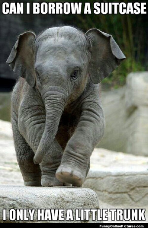 Funny meme picture of a cute baby elephant.