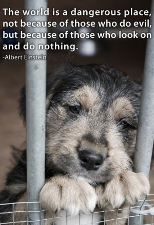 ... Animal Cruelty, Animal Abuse, Albert Einstein Quotes, Shelters Dogs