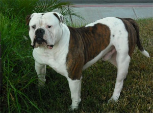 American Bulldog Great Dog Reviews Breeds And Puppies Pictures