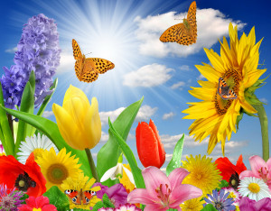 summer spring butterfly flowers sunlight rays color wallpaper ...