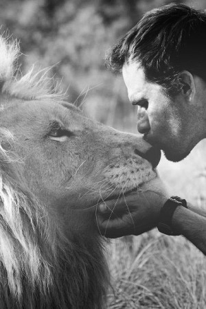 animals cute Black and White photograph kiss lovely lion man brave