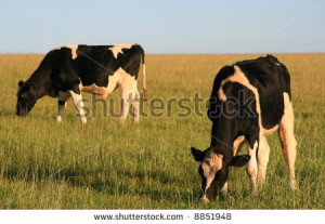 Stock Image Brown And White