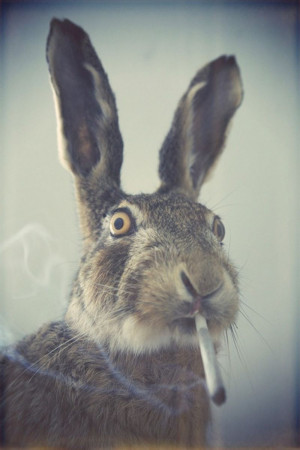 funny bunny funny bunny bunny rabbit smoke smoking rabbit smoking weed ...